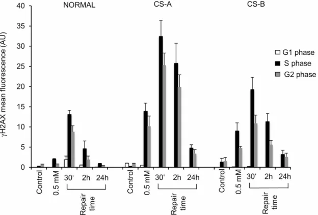 Figure 2: Flow cytometry analysis of histone H2AX phosphorylation in CS-A and CS-B cells in the different phases  of the cell cycle after MMS treatment