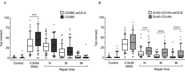 Figure 3: Evaluation of DSB formation and repair in CS-A and CS-B cells after MMS exposure