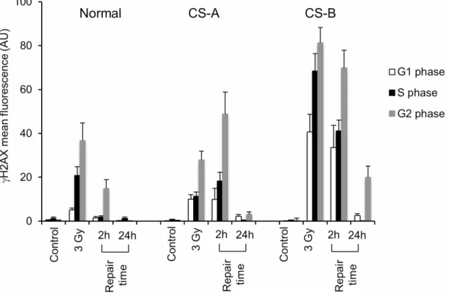 Figure 4: Flow cytometry analysis of histone H2AX phosphorylation on CS-A and CS-B cells in the different phases  of the cell cycle after IR