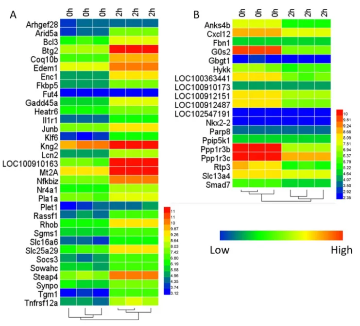 Figure 1: Heat-map of the DEGs.  (A) is for 33 up-regulated genes and (B) is for 19 down-regulated genes.