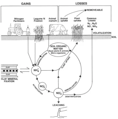 Figure 2.1:   The nitrogen cycle in grazed pasture systems (Cameron, 1992) 