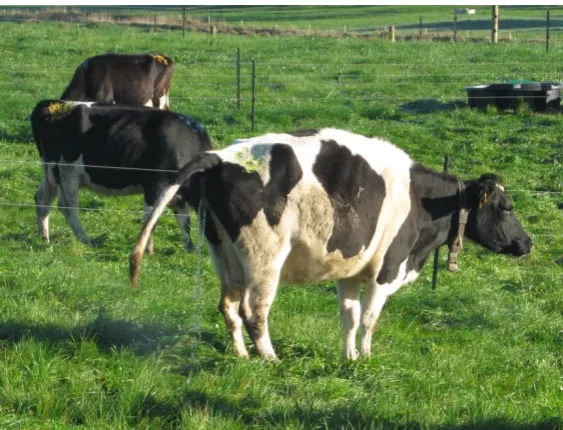 Table 2.4:  Annual excretal returns from grazing animals (Jarvis et al., 1995) 