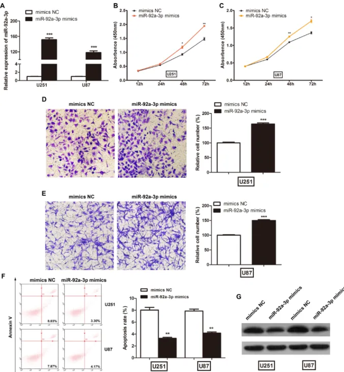 Figure 4: miR-92a-3p promoted glioma cell proliferation in vitro.  (A) The relative expression levels of miR-92a-3p in glioma  cell lines transfected with miR-92a-3p mimics