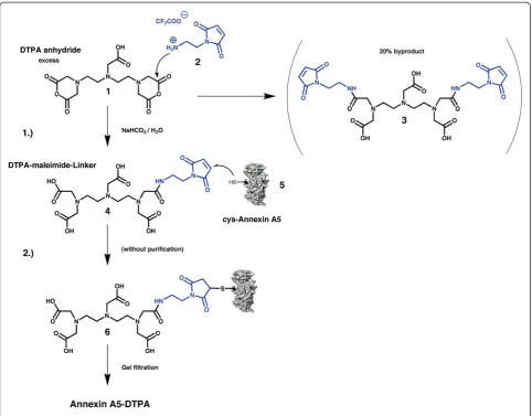 Figure 2 Synthesis of anxA5-DTPA 6. 1) Excess of cyclic DTPA anhydride 1 was reacte d with N-(2-aminoethyl) maleimide trifluoroacetate 2 inhalf-saturated sodium bicabonate solution