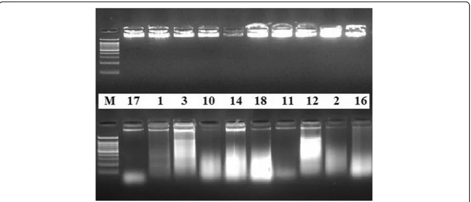 Fig. 1 Quality of extracted DNA. Quality of DNA extracted from some of the plant samples using both DNA extraction methods.Electrophoresis separation was performed on 0.8% agarose gel matrix, stained with ethidium bromide