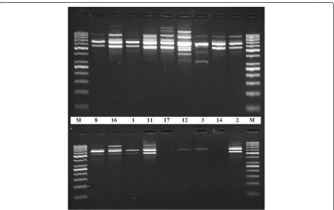Fig. 4 PCR amplification with RAPD primer (OPZ-09). PCR amplification of OPZ-09 primer and electrophoresis separation by 1.5% agarose gel ofsome DNA samples extracted by the standardized method (upper lane) and the classical method (lower lane)