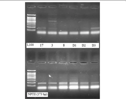 Fig. 5 PCR amplification with nptII for detection of GM crops. Quality of the amplification of nptII (173 bp target) in the representative of DNAsamples which were extracted by the conventional method (upper lane) and the standardized protocol (lower lane)