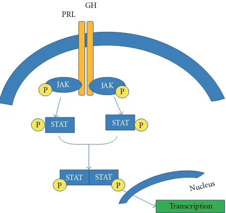 Figure 3: Schematic representation of JAK/STAT signalling. Mech-anisms through prolactin and growth hormone modulate beta-cellproliferation