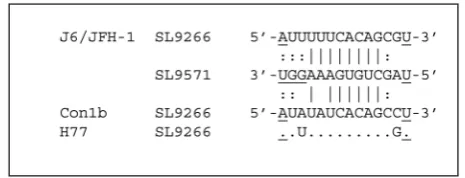 Figure 6. The ‘kissing loop’ interaction. The sequence of the terminalloop of SL9266 (nucleotides 9279–9292) of J6/JFH-1 (genotype 2a),Con1b (genotype 1b) and H77 (genotype 1a)