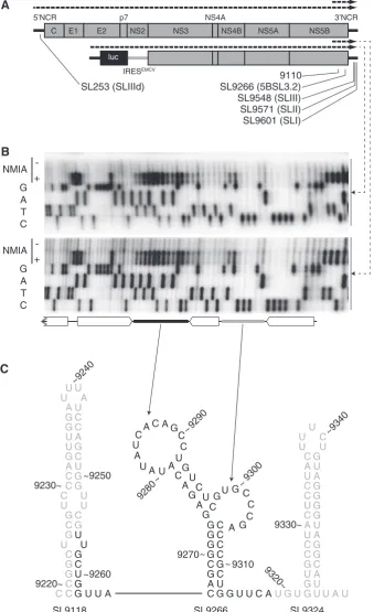Figure 1. SHAPE mapping RNA structures in the HCV genome. ((Sanger sequencing reaction is adjacent and below primer extension reactions of templates treated (+) or untreated (A) Schematic diagram of the genome of HCV J6/JFH-1 (top) and Con1b-luc-rep(below)