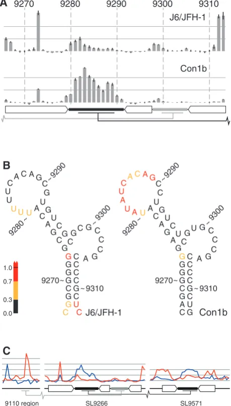 Figure 2. Comparative SHAPE analysis of native RNA structures.(A) SHAPE mapping of J6/JFH-1 and Con1b–luc–rep SL9266