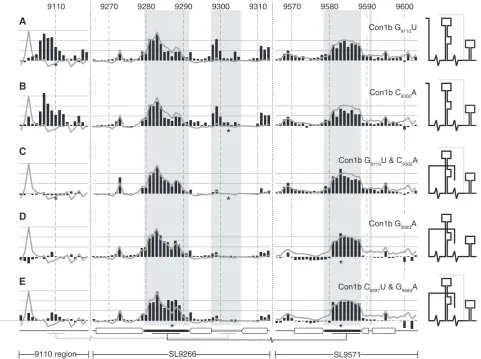 Figure 3. SHAPE analysis of mutagenized Con1b–luc–rep templates. (GSHAPE-mapped templates bearing the mutations indicated (position highlighted with an asterisk)