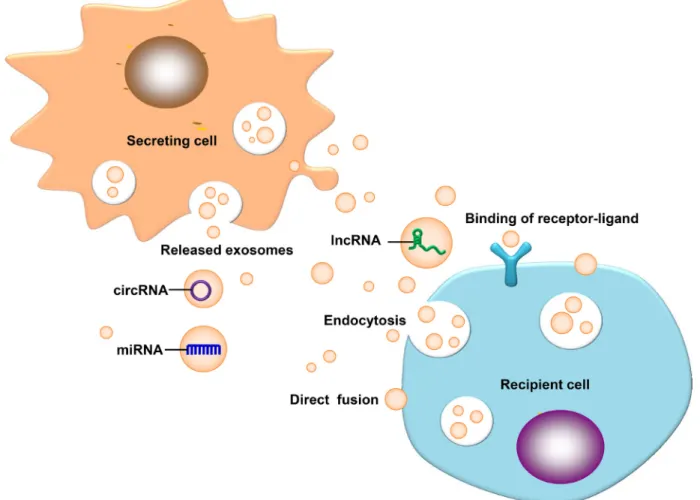 Figure 1: Exosomal ncRNAs ingested by a receptor cell.  Exosomal ncRNAs ingested by a receptor cell via direct fusion,  endocytosis and binding of receptor ligands