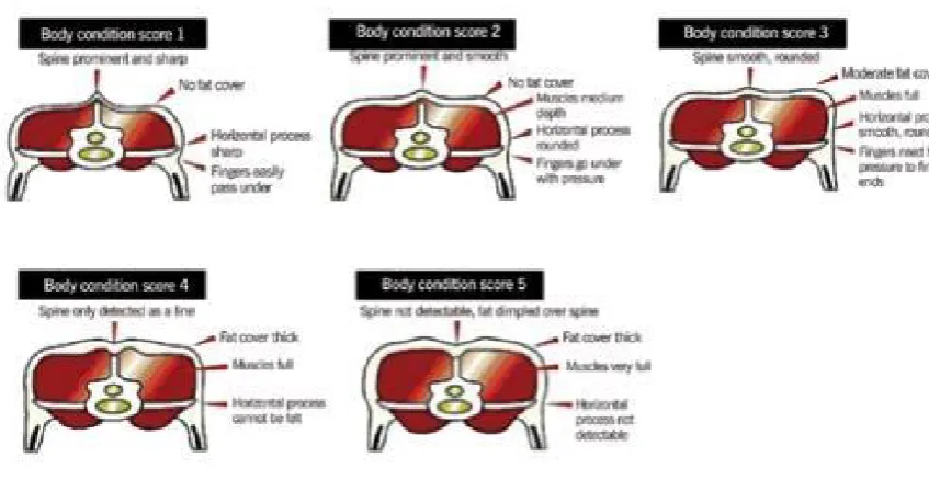 Figure 2.4: Body Condition Score Guide   