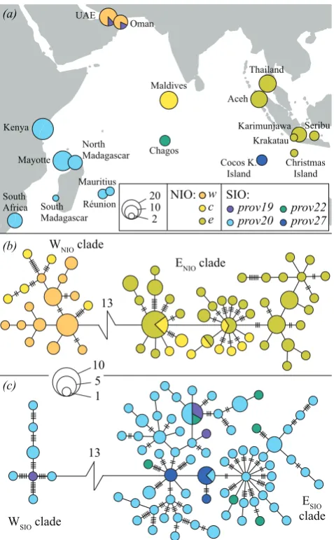 Figure 1. Phylogeography of the crown-of-thorns starfish inthe Indian Ocean.mutational steps