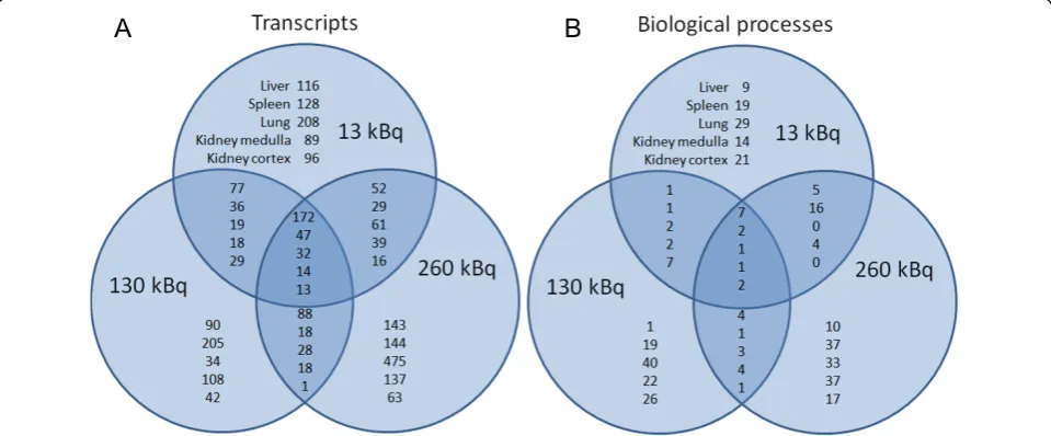 Table 2 Total number of regulated transcripts in 131I irradiated tissues