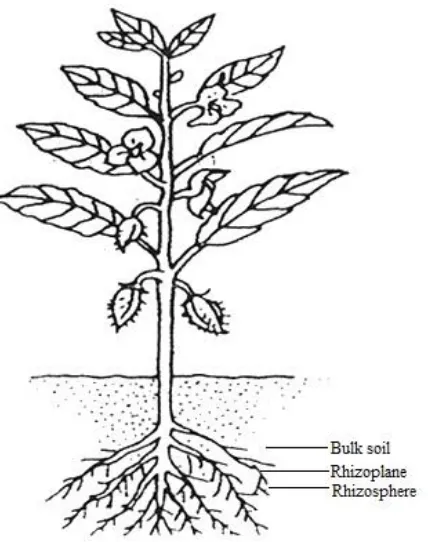 Figure 1.5 The three soil fractions of the rhizosphere of a plant. The bulk soil is not 