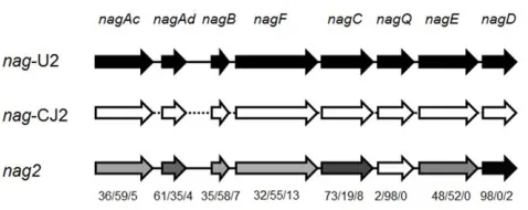Figure 5. Structure of the nagsimilarity topyrosequencing.gray scale of individual genes within thethe operons revealed by BGT and The nag2 operon was of a mosaic-type pattern