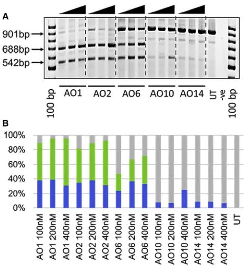 Figure 2. RT-PCR Analysis of RNA Prepared from Myogenic CellsTransfected with Systematically Truncated 2and AO14: 12-mer 218-mer 20-OMePS AOs(A) RT-PCR analysis after transfection with AO1: 20-mer-20-OMePS AO; AO2:0-OMePS AO; AO6: 16-mer 20-OMePS AO; AO10: