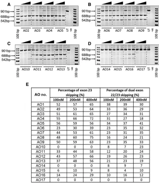Figure 3. RT-PCR Analysis of AO CandidatesInducing Exon 23 Skipping in H2K mdx MouseMyotubes