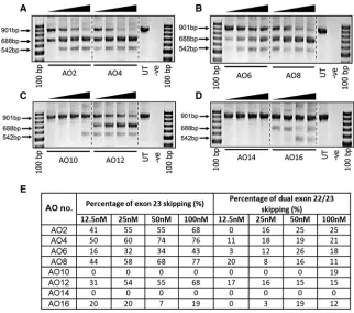 Figure 4. RT-PCR Analysis of AO CandidatesInducing Exon 23 Skipping in mdx Mouse Myotubesat Low Concentrations