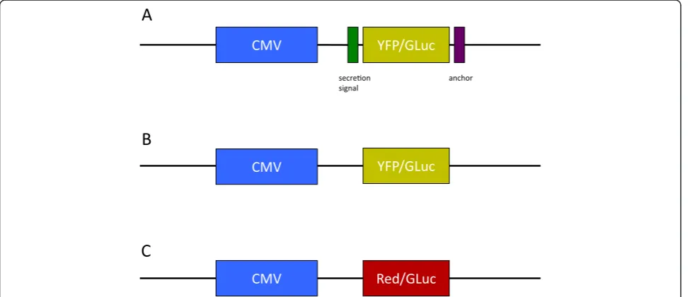 Figure 1 Viral constructs encoding for the fusion proteins MT-YFP/GLuc (A), YFP/GLuc (B) and Red/GLuc (C).