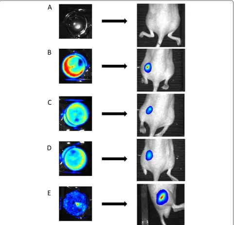 Figure 4 In vitro(D) and in vivo BLI. BLI was performed in the non-transduced HEK293T cell line (A), the MT-YFP/GLuc (B), YFP/GLuc (C), Red/GLuc and GFP/FLuc (E)