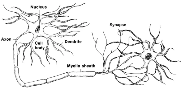 Figure 4-l—Neurons