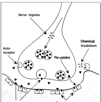Figure 4-2—The Synapse