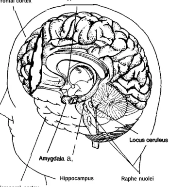 Figure 4-3—Brain Structures Involved in Mental Disorders
