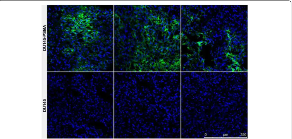 Figure 2 Ex vivo verification of PSMA expression in DU145-PSMA and DU145 tumours. Immunofluorescence staining of tumour cryo-sectionswas performed using J591Cdia-AlexaFluor-488 (green)