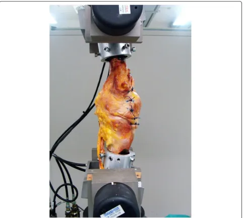 Fig. 5 One knee specimen mounted at 10 degrees flexion between the upper and lower grips of the MTS machine