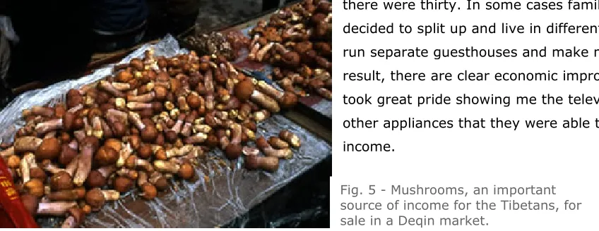 Fig. 5 - Mushrooms, an important  source of income for the Tibetans, for 