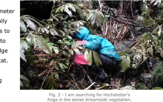 Fig. 3 - I am searching for Hochstetter’s 