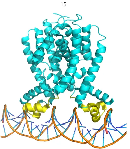 Figure 2.2: QacR bound to DNA. Cartoon representation of a crystal structure of qacR (PDBID: 1JT0), a tetR-family repressor, bound to DNA
