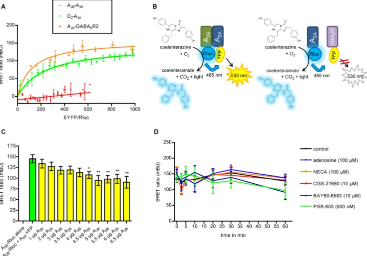 Figure 2: Biophysical assays using A 2A  and A 2B ARs fused to BRET donor and acceptor