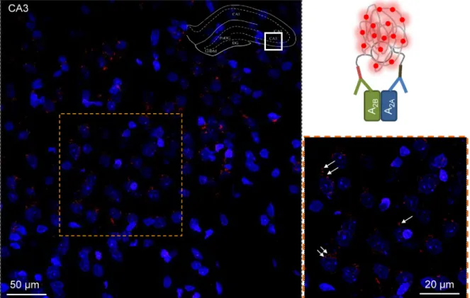 Figure 3: In situ proximity ligation assay in rat hippocampus.  A 2A -A 2B AR-specific PLA clusters in the CA3 region of the dorsal  hippocampus of the rat (Bregma: –3.6 mm)