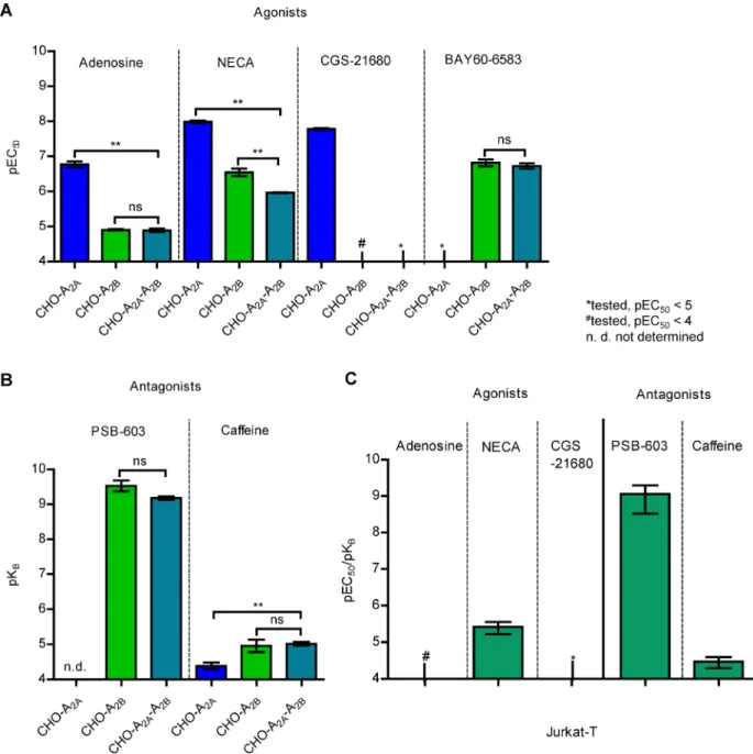 Figure 5: cAMP accumulation in recombinant CHO cell lines and in Jurkat-T cells.   (A) pEC 50  values of AR agonists in 