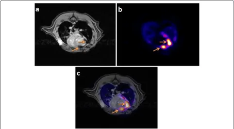 Figure 1 Percentage of injected dose of FDG-labeled ASCs in various organs for different methods of injection as determined fromPET data