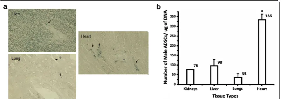 Figure 7 Histochemical and PCR results for left ventricle injection. Microscopic pictures of histochemical assays (a); arrows indicate Prussianblue-stained SPIO in the cells