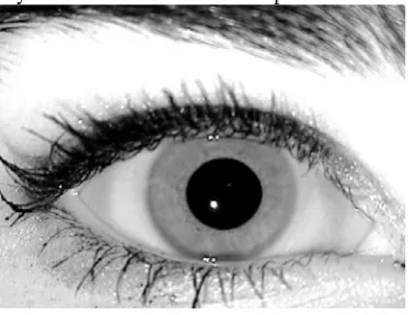 Figure 1: Example of iris images in the ICE 2005 database 