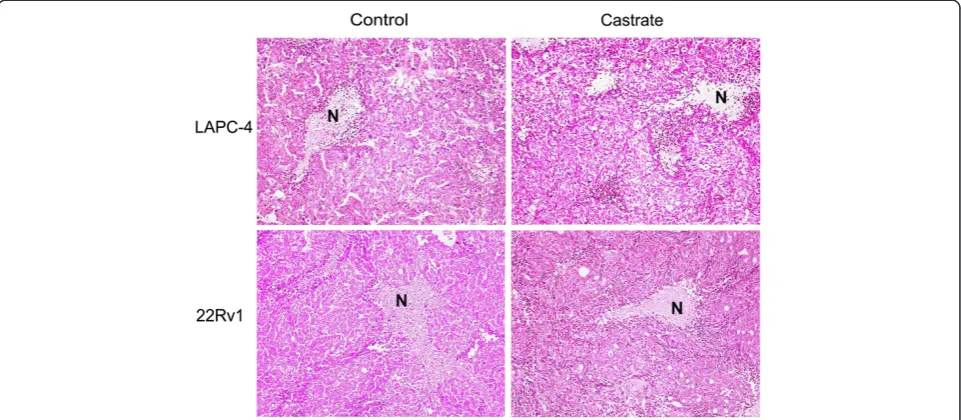 Figure 5 μPET/μCT image of [18F]FDG (a), [11C]choline (b) and [11C]acetate (c) uptake in a representative 22Rv1 tumour