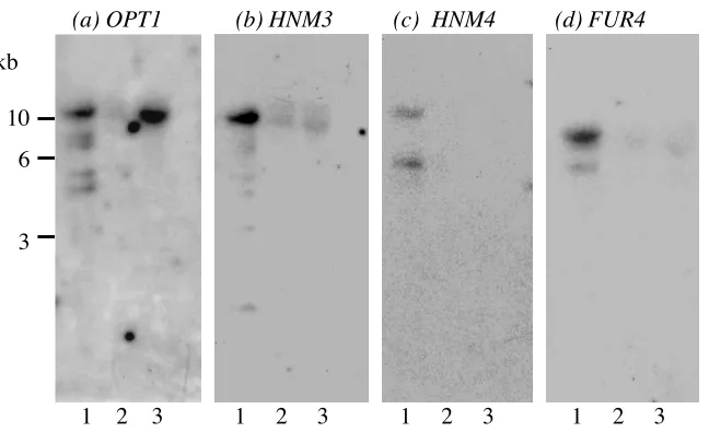 Fig. 3  Southern hybridisation analysis of C. albicans and C. dubliniensis DNA with [α-P32]dATP labeled