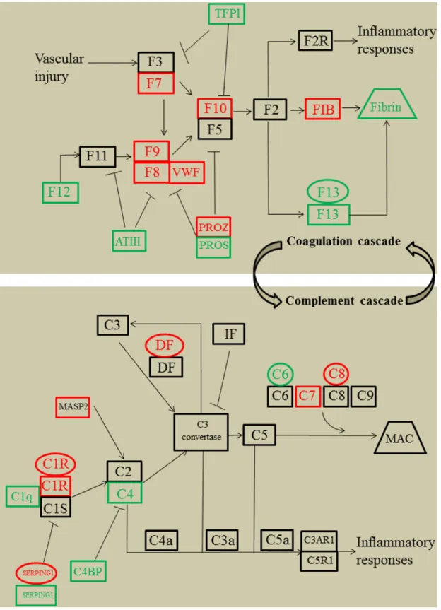 Figure 3: Simplified coagulation cascade and complement system featuring transcriptomics, proteomics, and  metabolomics regulations of systemic lupus erythematosus patients compared with healthy controls, according to  KEGG nomenclature