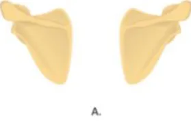 Figure 1, Cervical, Thoracic and Lumbar part of the spine [11] 
