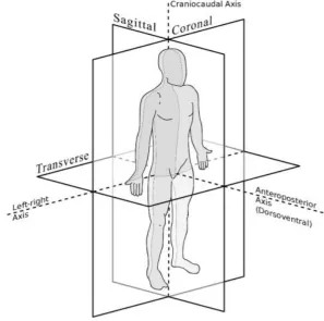 Figure 3, the coronal, sagittal and transverse plane. [13]