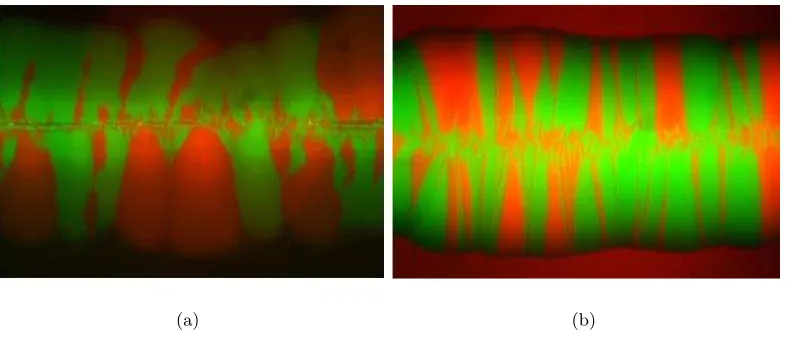 Figure 3.1: Fluorescent images of colonies of (a) E. coliexperiments performed by touching a petri dish with a razor blade containing amixture of cells