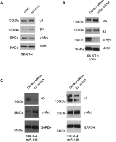Figure 1: miR-145 expression in EAC cells leads to higher expression of integrins α5 and β3 but lower expression of  c-Myc