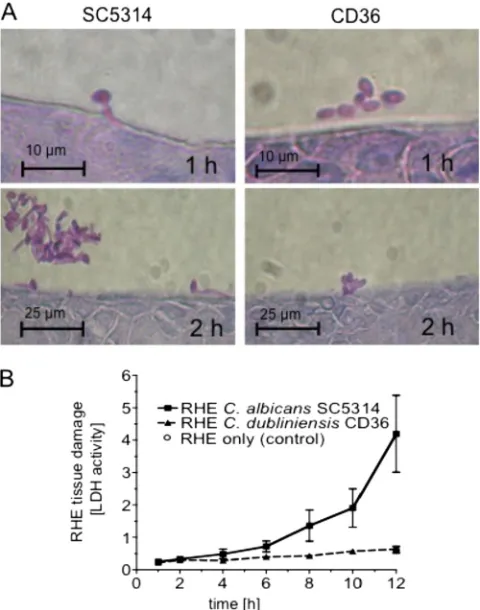FIG. 1. Growth morphology and tissue damage by C. albicansSC5314 andp.i. (A) and RHE tissue damage (measured as LDH activity releasedfrom RHEuninoculated RHE 12 h p.i