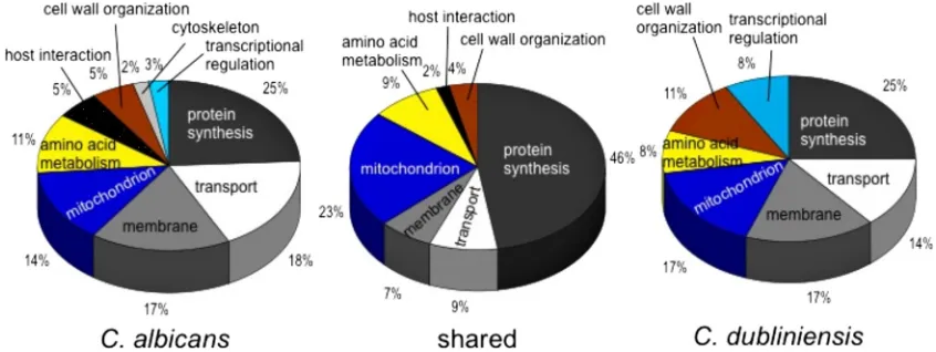 FIG. 2. Functional categories of the genes showing signiﬁcant upregulation in C. albicansto 0 min (control)